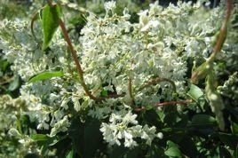 Rdest Auberta Polygonum aubertii P9