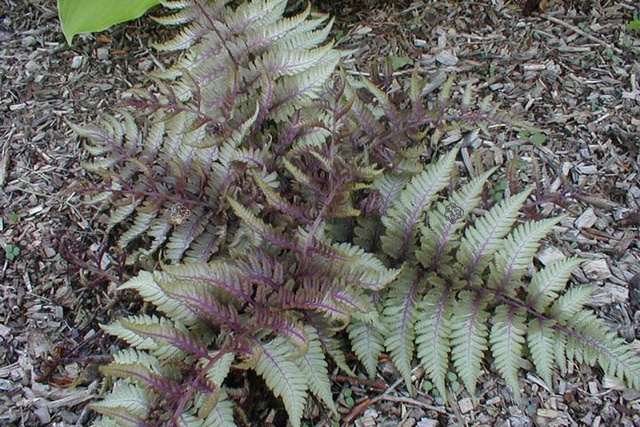 Wietlica japońska Ursula's Red Athyrium niponicum C2
