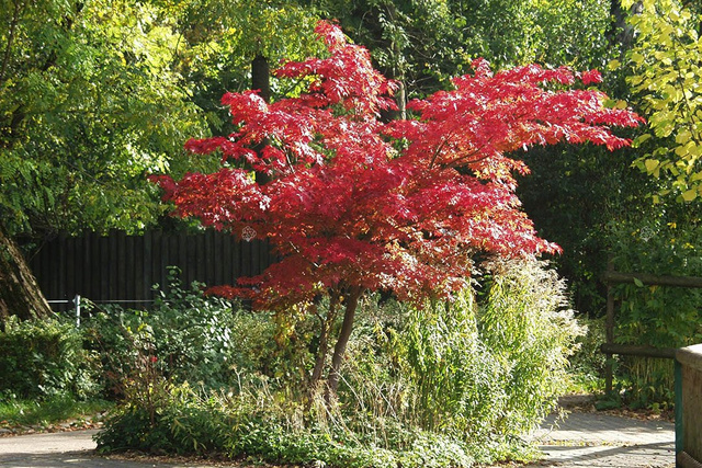Klon palmowy Atropurpureum Acer palmatum C3