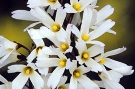 Abeliofylum koreańskie Abeliophyllum distichum C2