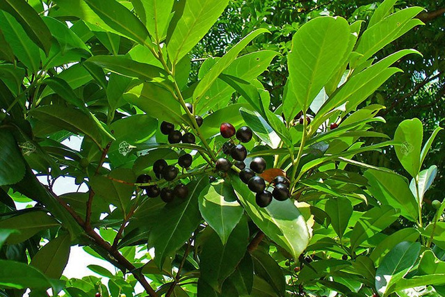 Laurowiśnia wschodnia Rotundifolia Prunus laurocerasus
