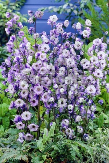 Ostróżka ogrodowa La Boheme Delphinium elatum C2