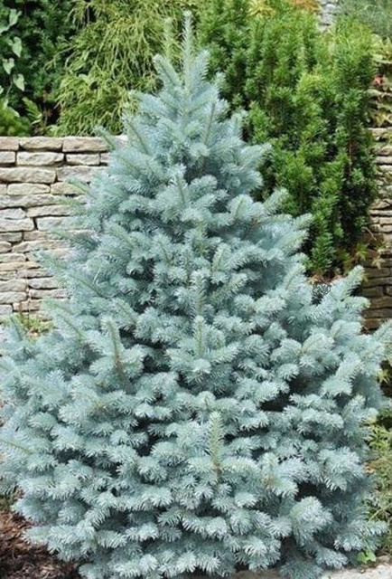Świerk kłujący Fat Albert Picea pungens C5