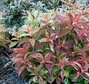 Krzewuszka cudowna My Monet Sunset PBR Weigela florida C3
