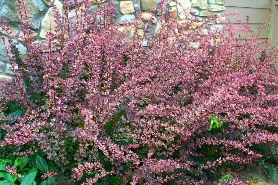 Berberys Thunberga Rose Glow Berberis thunbergii C2