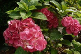 Hortensja ogrodowa Schöne Bautznerin Hydrangea macrophylla C3