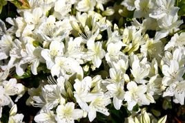 Azalia japońska Schneewitchen Rhododendron obtusum C2
