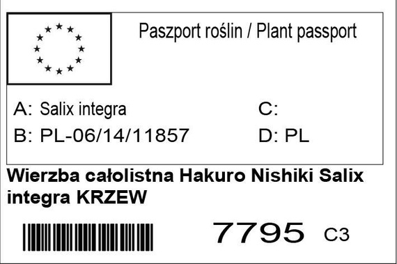 Wierzba całolistna Hakuro Nishiki Salix integra KRZEW