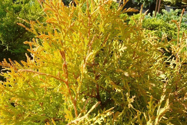 Tuja Rheingold Thuja occidentalis  C2