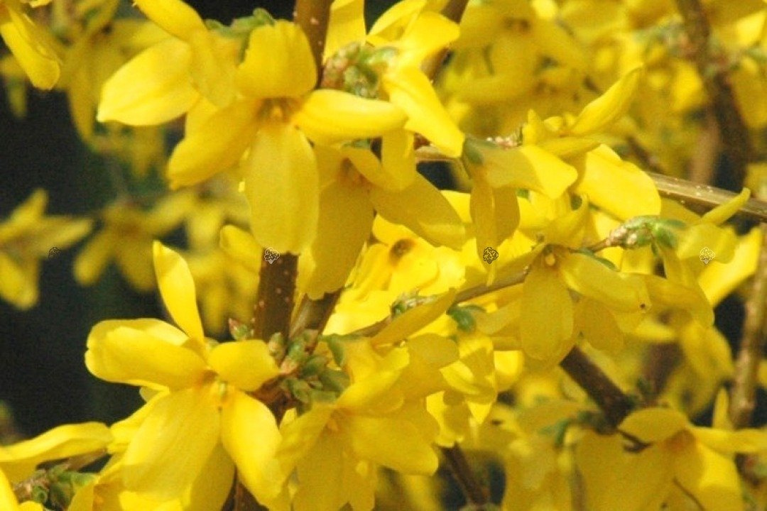 Forsycja pośrednia Golden Times Forsythia intermedia P9