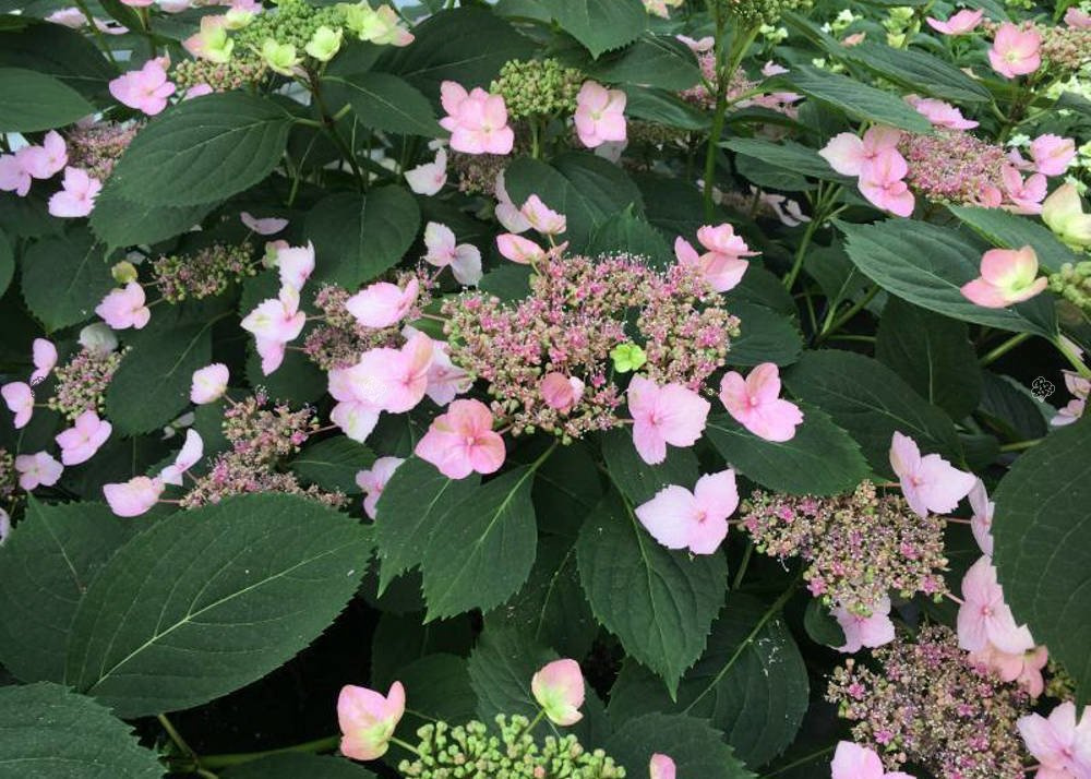 Hortensja piłkowana Magic Pillow PBR Hydrangea serrata C3