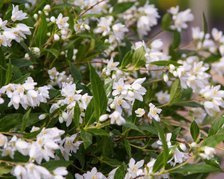 Żylistek karłowy Yuki Snowflake PBR Deutzia C3