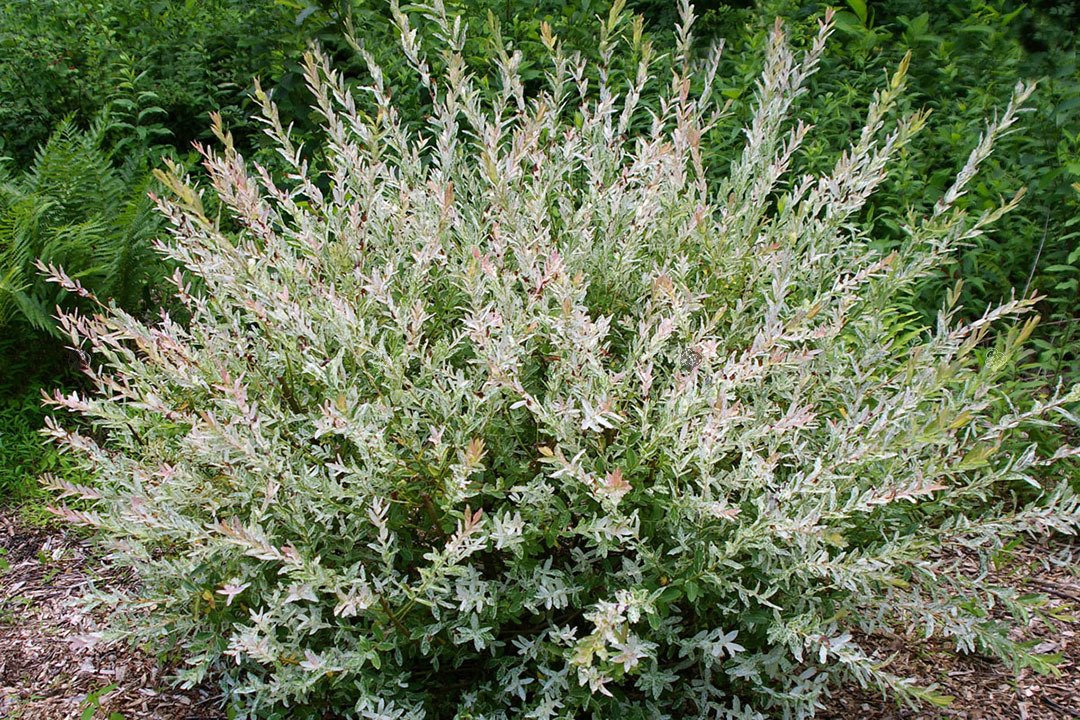 Wierzba całolistna Hakuro Nishiki Salix integra KRZEW P9