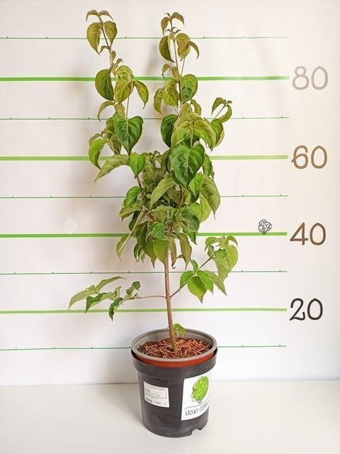 Dereń kousa Cornus kousa P9