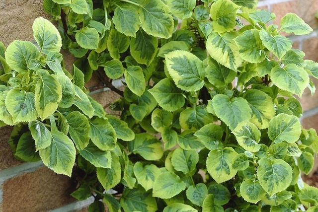 Hortensja pnąca Mirranda Hydrangea anomala C5
