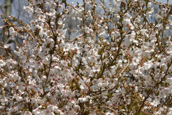 Wiśnia wczesna Kojou-no-mai Prunus incisa C2