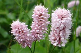Rdest wężownik Persicaria bistorta P9