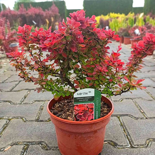 Berberys Thunberga Ruby Star PBR Berberis thunbergii C2