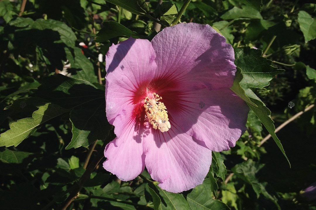 Ketmia syryjska Woodbridge Hibiscus syriacus C2