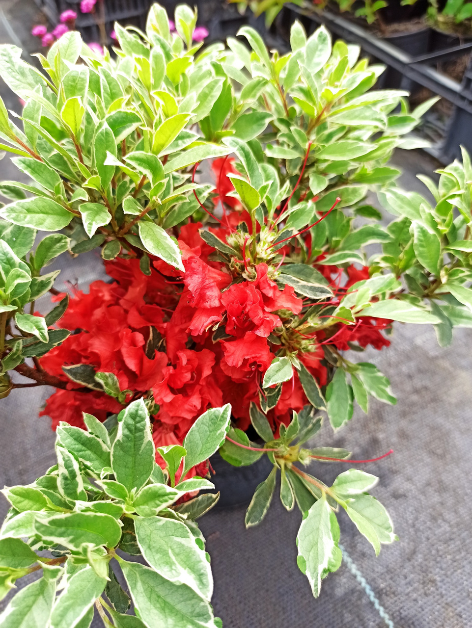 Azalia japońska Hot Shot Variegated Rhododendron obtusum C2