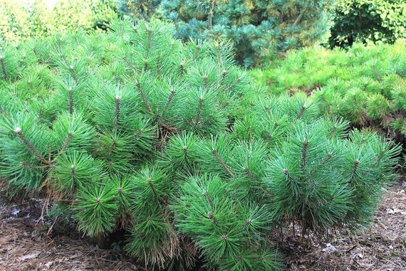 Sosna gęstokwiatowa Alice Verkade Pinus densiflora