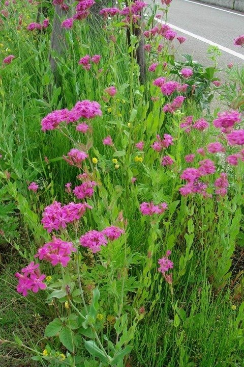 Lepnica wschodnia Silene orientalis P9