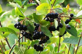 Aronia czarnoowocowa Aronia melanocarpa C2