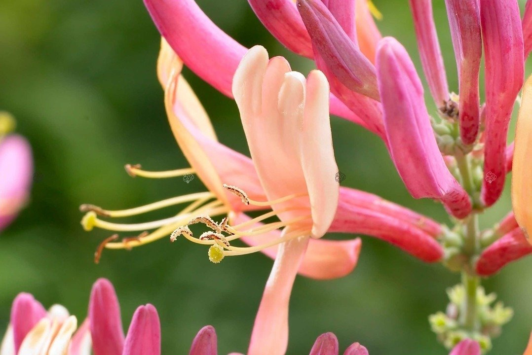 Wiciokrzew Heckrotta American Beauty Lonicera heckrottii C2