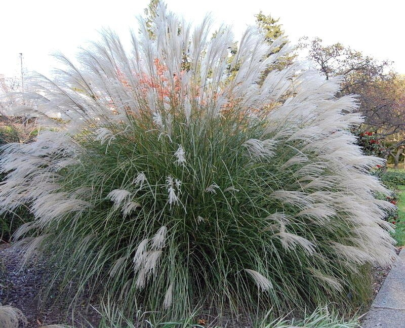 Miskant chiński Yaku Jima Misctanthus sinensis C2