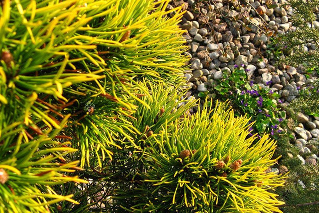 Sosna kosodrzewina Winter Gold Pinus mugo C5