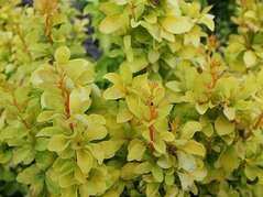 Berberys Thunberga Summer Sunset Berberis thunbergii C2