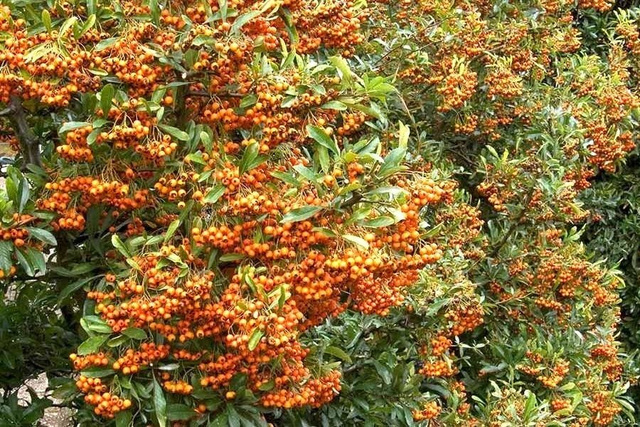 Ognik Firelight Pyracantha P9