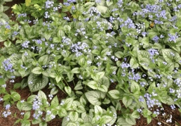 Brunera wielkolistna Sea Heart PBR Brunnera macrophylla C1