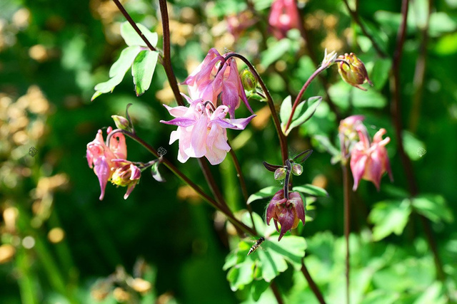 Orlik alpejski Aquilegia alpina P9
