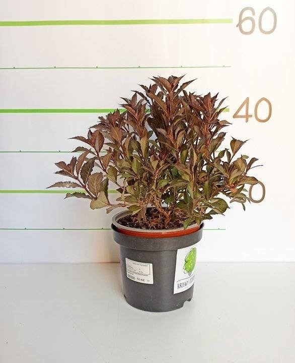 Krzewuszka cudowna Nana Purpurea Weigela florida C2