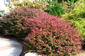 Berberys Thunberga Atropurpurea Berberis thunbergii P9