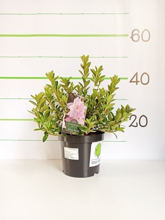 Azalia japońska Eliza Hyatt Rhododendron obtusum C2