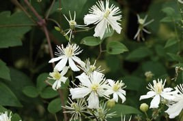Powojnik pnący Paul Farges Clematis C2