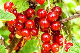 Porzeczka czerwona Jonkheer van Tets Ribes rubrum C2