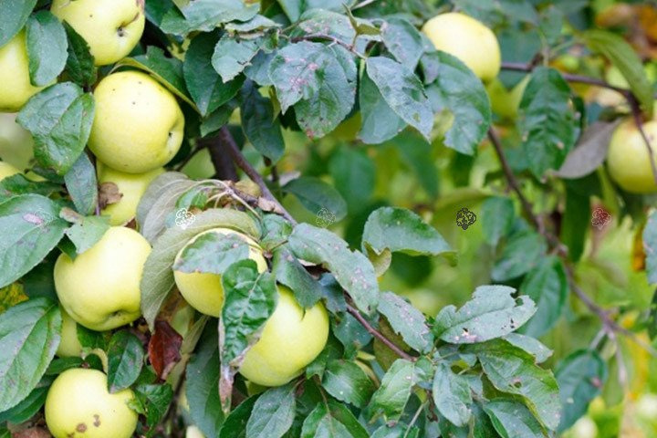 Jabłoń Antonówka Malus domestica