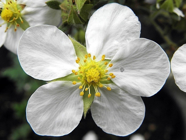 Pięciornik krzewiasty Abbotswood Potentilla fruticosa P9