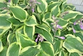 Funkia Pilgrim Hosta P9