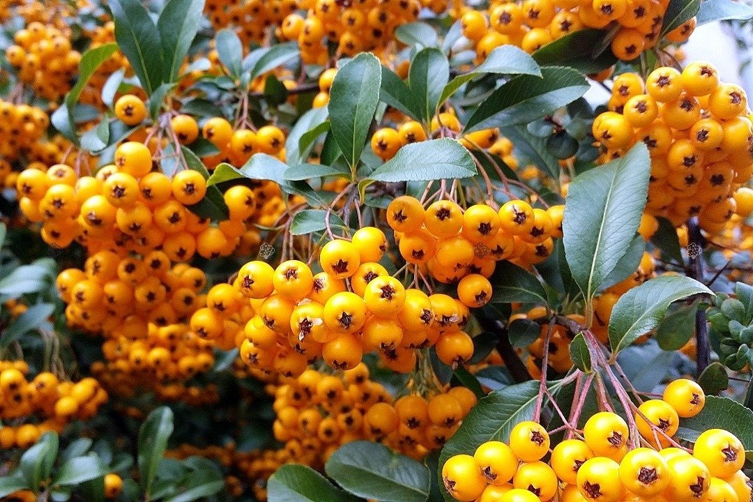 Ognik szkarłatny Teton Pyracantha coccinea C2