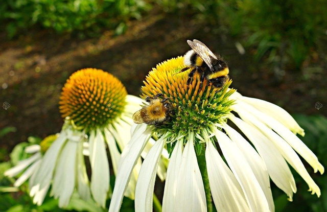 Jeżówka Alba Echinacea hybrida P9