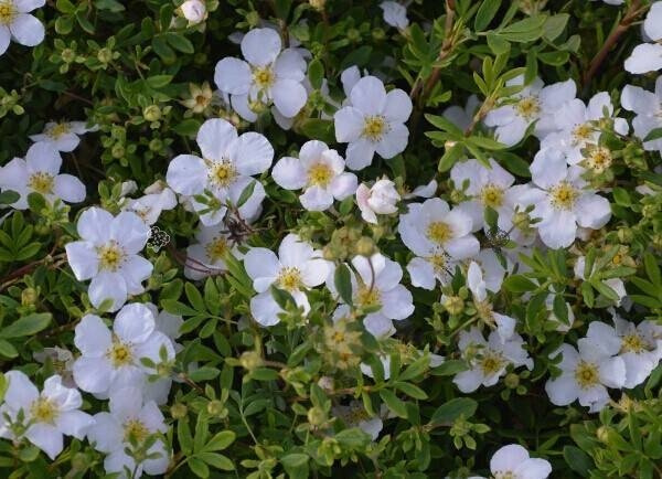 Pięciornik krzewiasty Snowbird Potentilla fruticosa P9