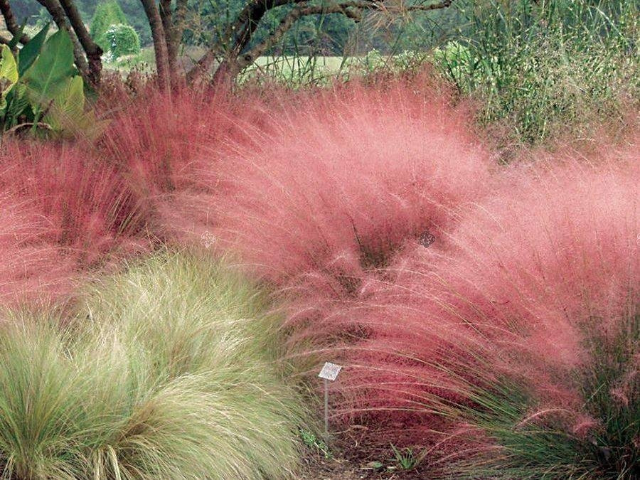 Przyostnia włosowata Muhlenbergia capillaris C1