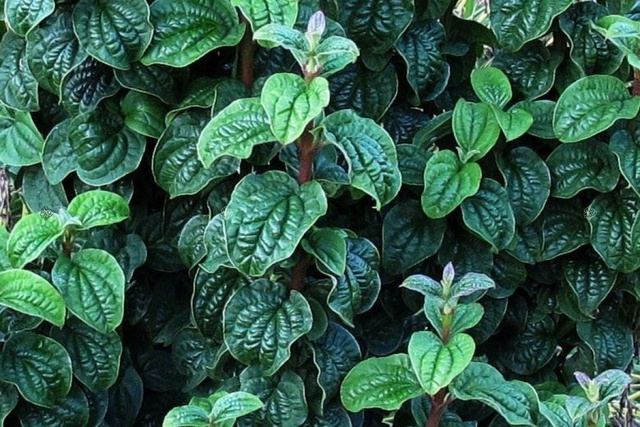 Dereń świdwa Compressa Cornus Sanguinea C2