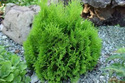 Tuja Miky Thuja occidentalis P9