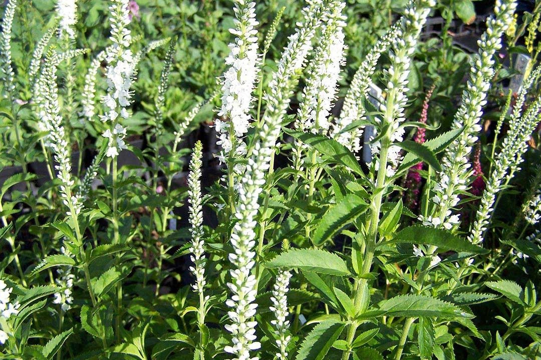 Przetacznik długolistny Schneeriesin Veronica longifolia C2