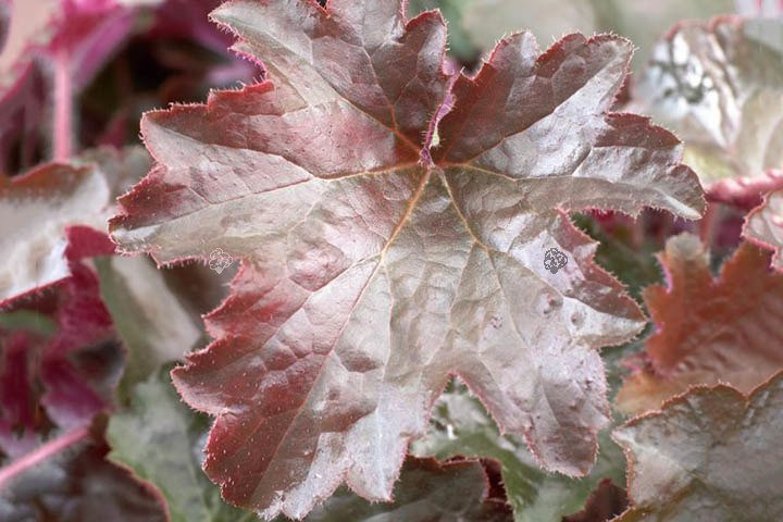 Żurawka Palace Purple Heuchera micrantha C2